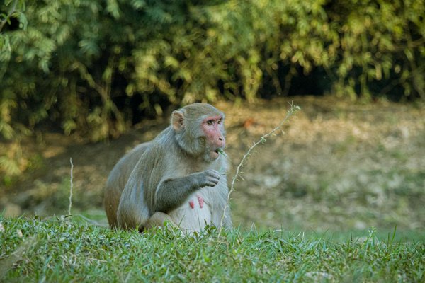 Boostez votre visibilité avec les tote bags publicitaires